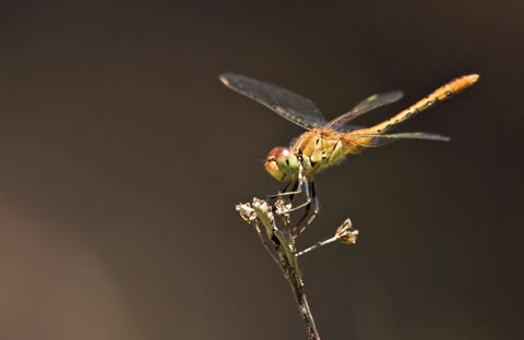 Dragonfly Discovery - Tourism Canberra 0