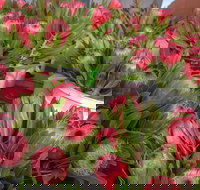 Junee Rotary Farmers Markets - Tourism Canberra