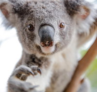 Meet the Stars of the Livestreams - Tourism Canberra