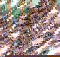 Meeniyan Garlic Festival - Tourism Canberra