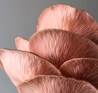 Mushroom Growing Masterclass - Tourism Canberra