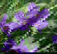 Our Campbelltown - Tourism Canberra