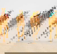 The Quirindi Camel Cup - Tourism Canberra