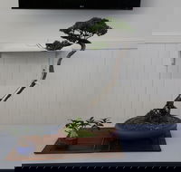 Wauchope Bonsai Workshop Group - Tourism Canberra