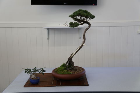 Wauchope Bonsai Workshop Group - Tourism Canberra 0