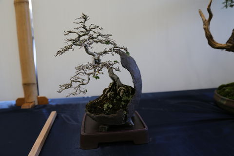Wauchope Bonsai Workshop Group - Tourism Canberra 1