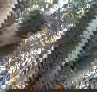 Annual Koala Count - Tourism Canberra