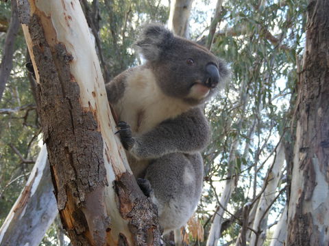 Annual Koala Count - Tourism Canberra 0