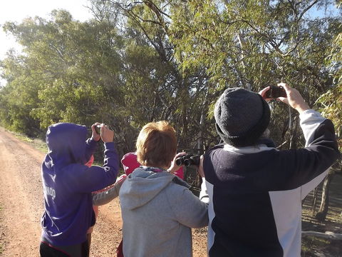 Annual Koala Count - Tourism Canberra 1