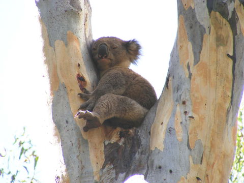 Annual Koala Count - Tourism Canberra 2