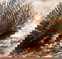 Aussie Wildlife Course - July/August/September - Tourism Canberra