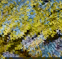 Australian Wattle Day  the Old Bus Depot Markets - Tourism Canberra