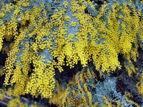 Australian Wattle Day @ The Old Bus Depot Markets - Tourism Canberra 0