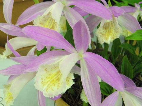 Blackheath Flower And Craft Show - Tourism Canberra 2