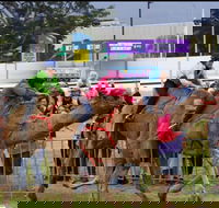 Camel Races at Gosford Showgrounds - Tourism Canberra