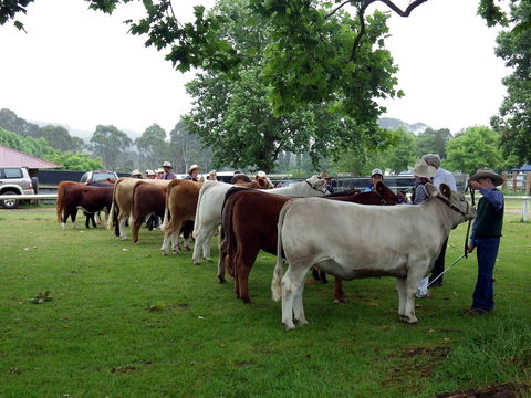 Dorrigo Agricultural Show - Tourism Canberra 0