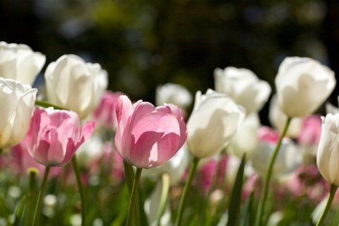 Floriade: Reimagined - Tourism Canberra 0