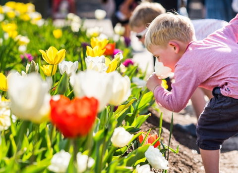 Floriade: Reimagined - Tourism Canberra 1