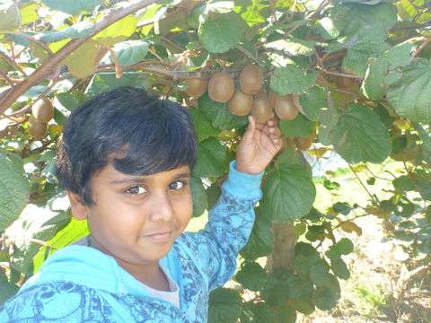 Fruit Taste Adventure Tours - Tourism Canberra 1