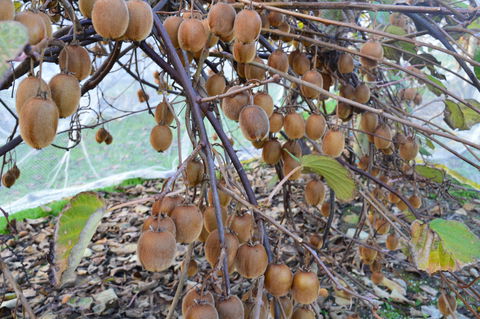 Fruit Taste Adventure Tours - Tourism Canberra 2