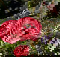 Garden Expo Benalla - Tourism Canberra