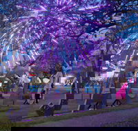 Grafton Jacaranda Festival - Tourism Canberra