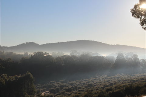 Mudgeeque - Tourism Canberra 0