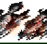 RAILED by Head First Acrobats - Tourism Canberra