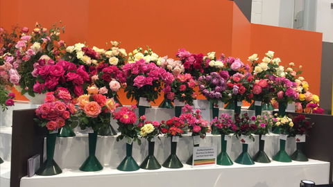 Roses By The Seaside: National Rose Championships And Conference - Tourism Canberra 1