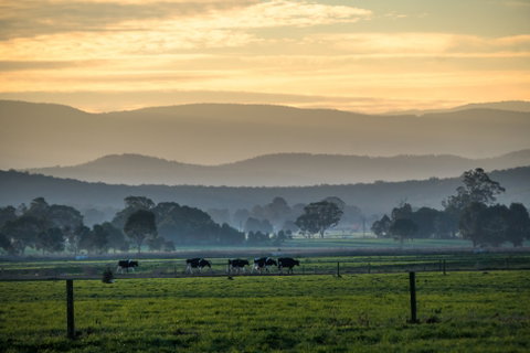 Rotary Club Of Maffra Community Market - Tourism Canberra 0