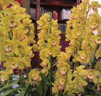 Sapphire Coast Orchid Club Winter Orchid Show - Tourism Canberra
