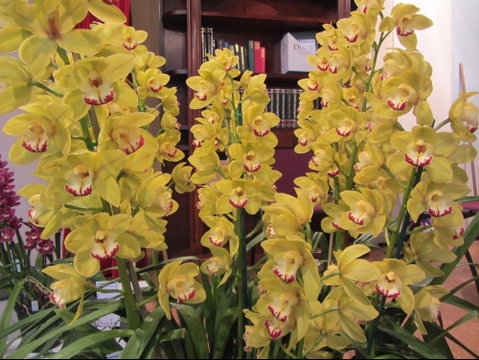Sapphire Coast Orchid Club Winter Orchid Show - Tourism Canberra 0