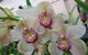 Sapphire Coast Orchid Club Winter Orchid Show - thumb 1
