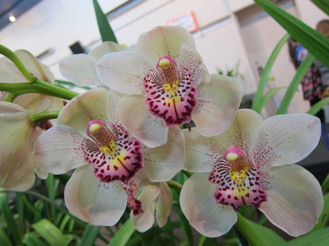 Sapphire Coast Orchid Club Winter Orchid Show - Tourism Canberra 1