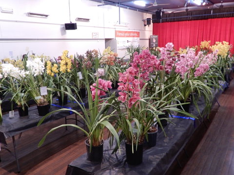 Sapphire Coast Orchid Club Winter Orchid Show - Tourism Canberra 2