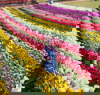 Tesselaar Tulip Festival - Tourism Canberra