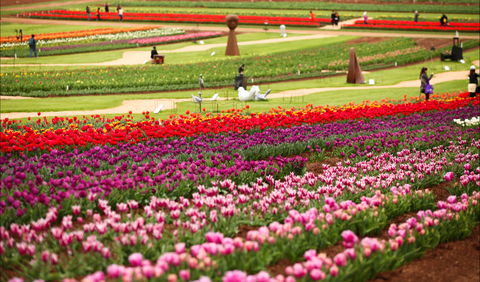 Tesselaar Tulip Festival - Tourism Canberra 1
