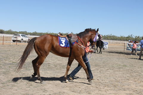 Annual Prairie Races - Tourism Canberra 2
