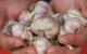 Armidale Farmers' Market - thumb 0