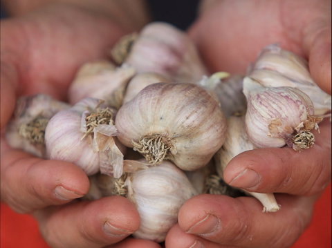 Armidale Farmers' Market - Tourism Canberra 0
