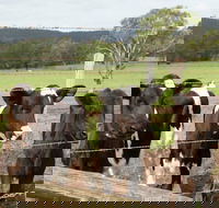 Bandon Grove Farm Tours - Tourism Canberra