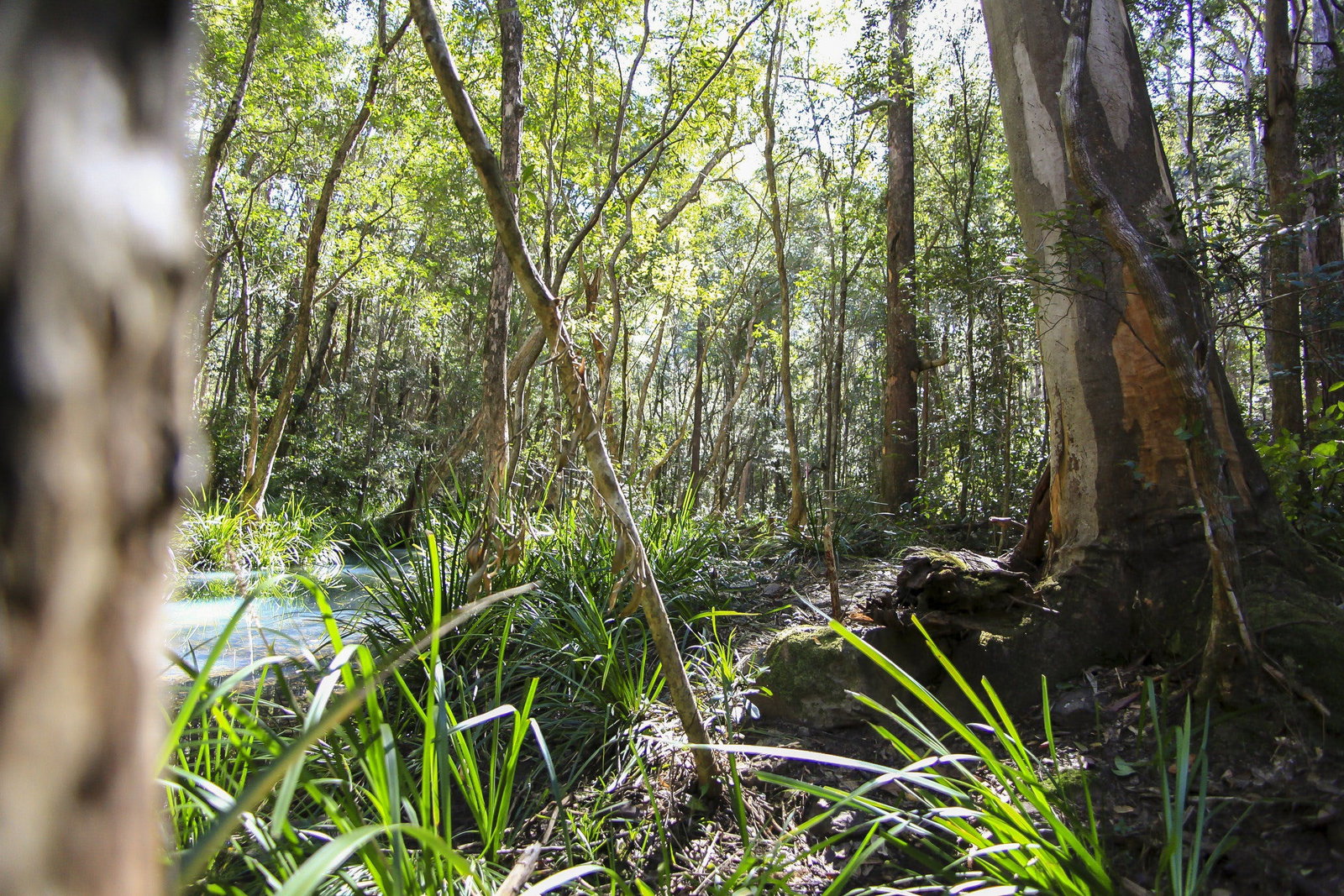 Herons Creek NSW Tourism Canberra