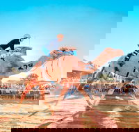 Boulia Camel Races - Tourism Canberra