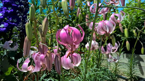 Burnie Lilium Show - Tourism Canberra 1