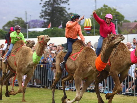 Camel Races At Penrith Paceway - Tourism Canberra 0