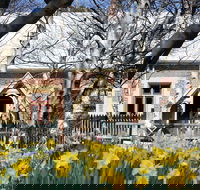 Daffodils at Rydal - Tourism Canberra