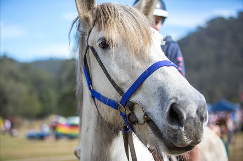 Horses Birthday Festival - Tourism Canberra 1