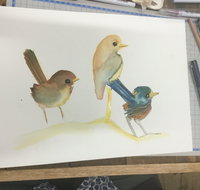 Ink  Watercolour Wash Illustration Workshop - Tourism Canberra