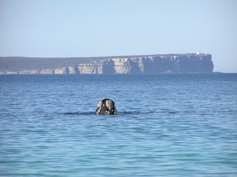 Jervis Bay's Sydney To Hobart Experience - Tourism Canberra 0