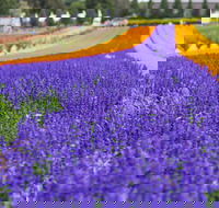 Tesselaar KaBloom Festival of Flowers - Tourism Canberra